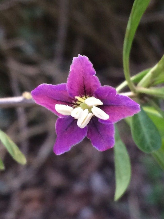 Cătină de stepă / Goji de gard european (Lycium europaeum)
