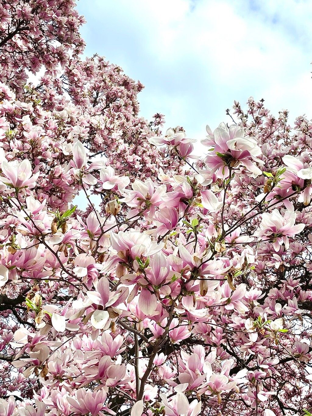 Magnolia roz de Soulange (Magnolia × soulangeana)