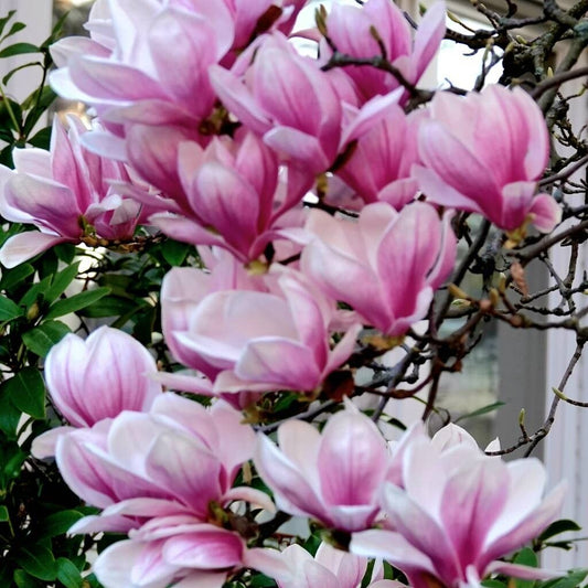 Magnolia roz de Soulange (Magnolia × soulangeana)