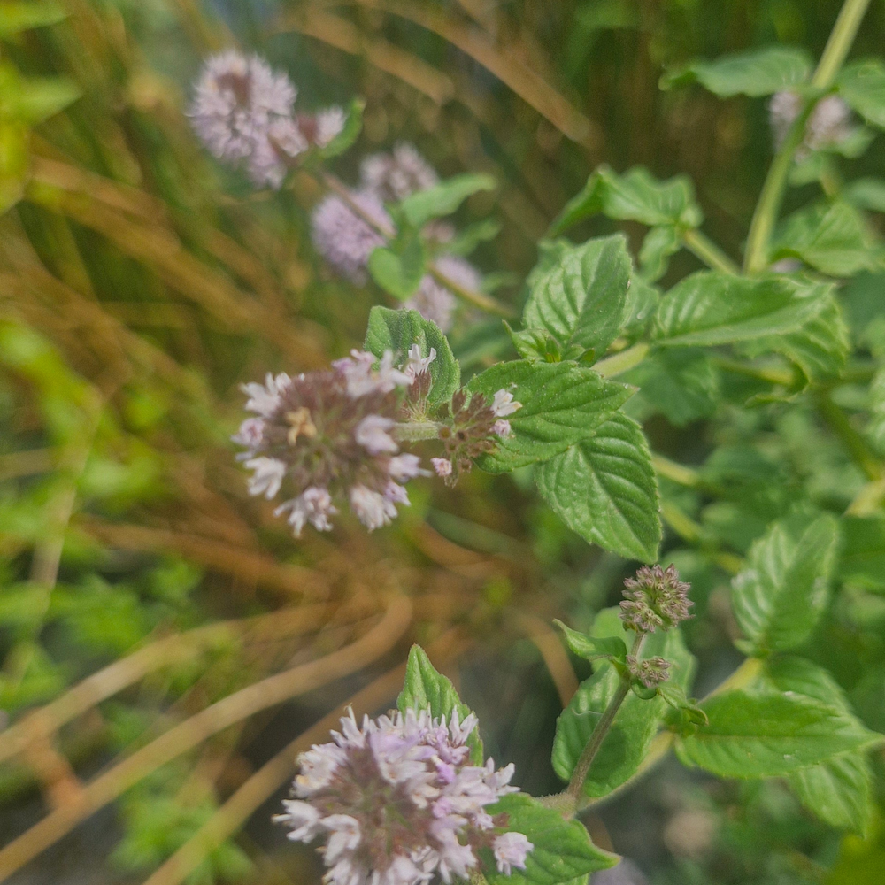 Menta / izma de apă (Mentha aquatica)