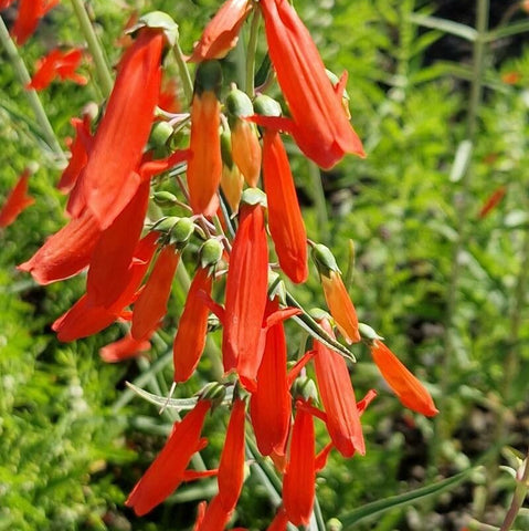Degetar Penstemon (Penstemon barbatus)