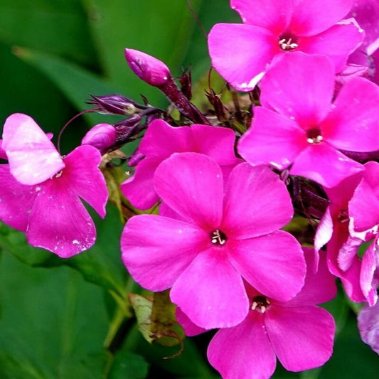 Brumărele (Phlox paniculata) Pink