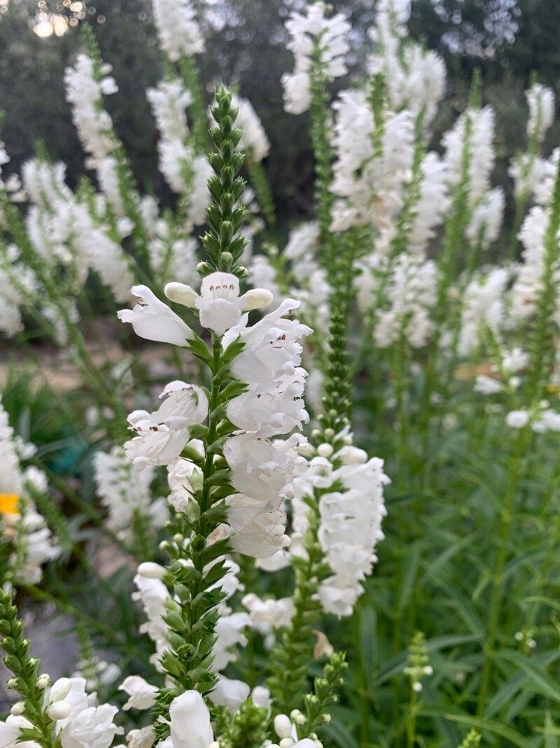 Răchițică / mielușel alb (Physostegia virginiana)