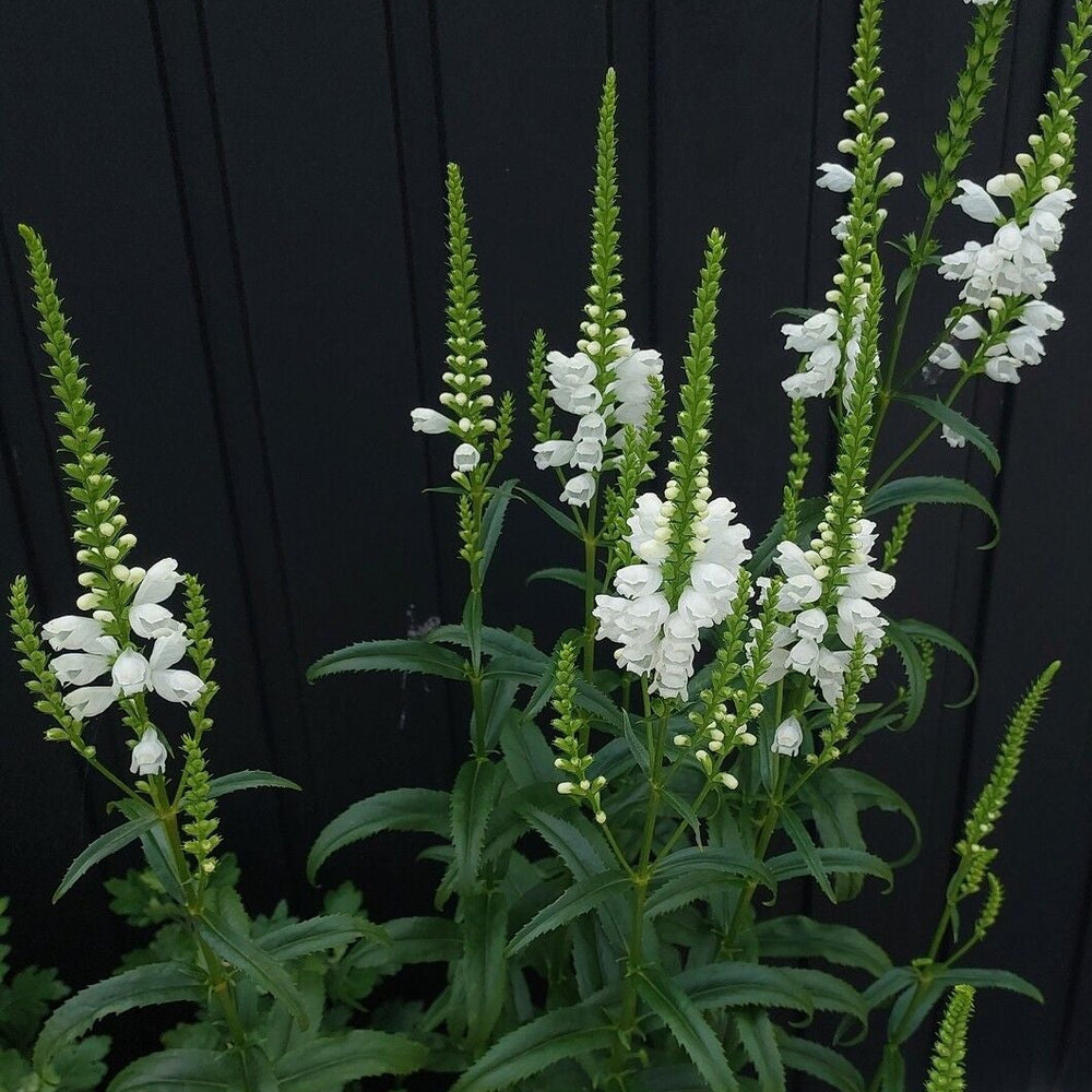 Răchițică / mielușel alb (Physostegia virginiana)