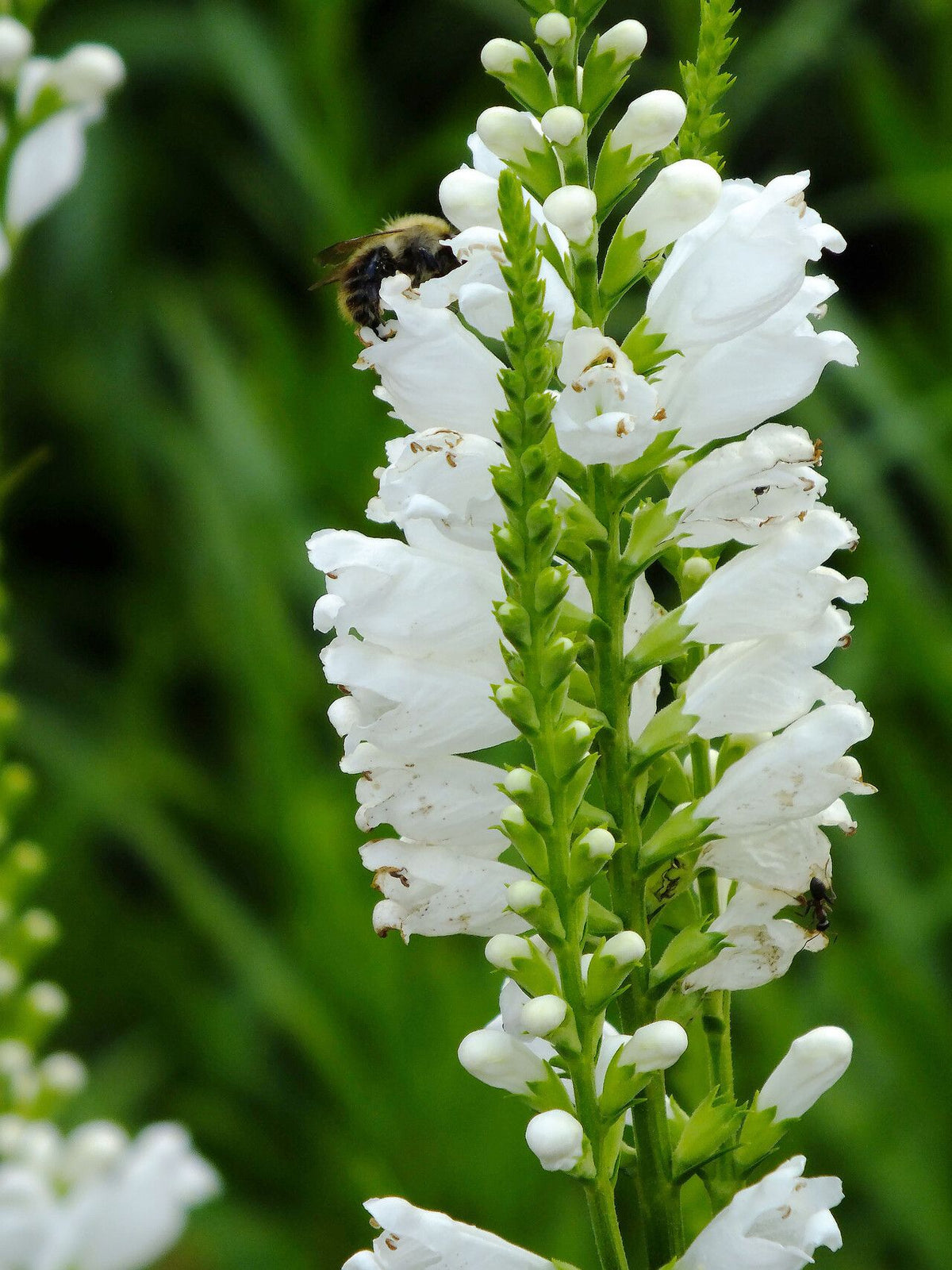 Răchițică / mielușel alb (Physostegia virginiana)