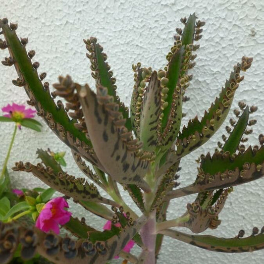 Planta mamă (Kalanchoe daigremontiana)