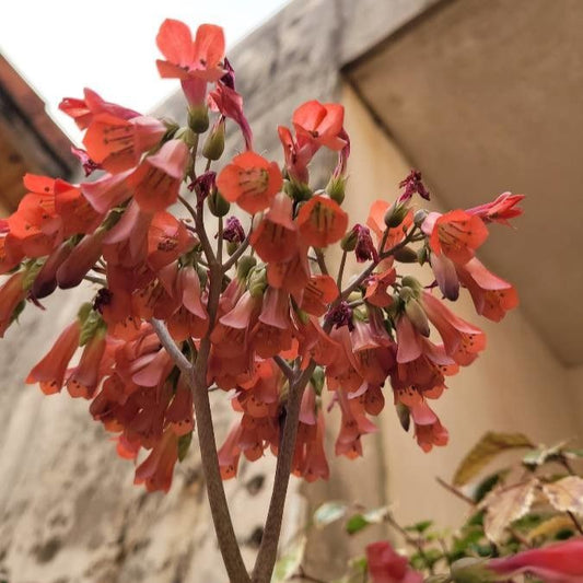Planta mamă (Kalanchoe daigremontiana)