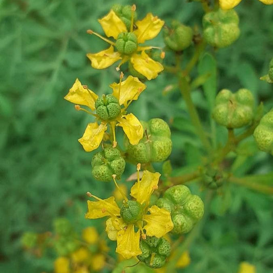 Ruta de grădină (Ruta graveolens)