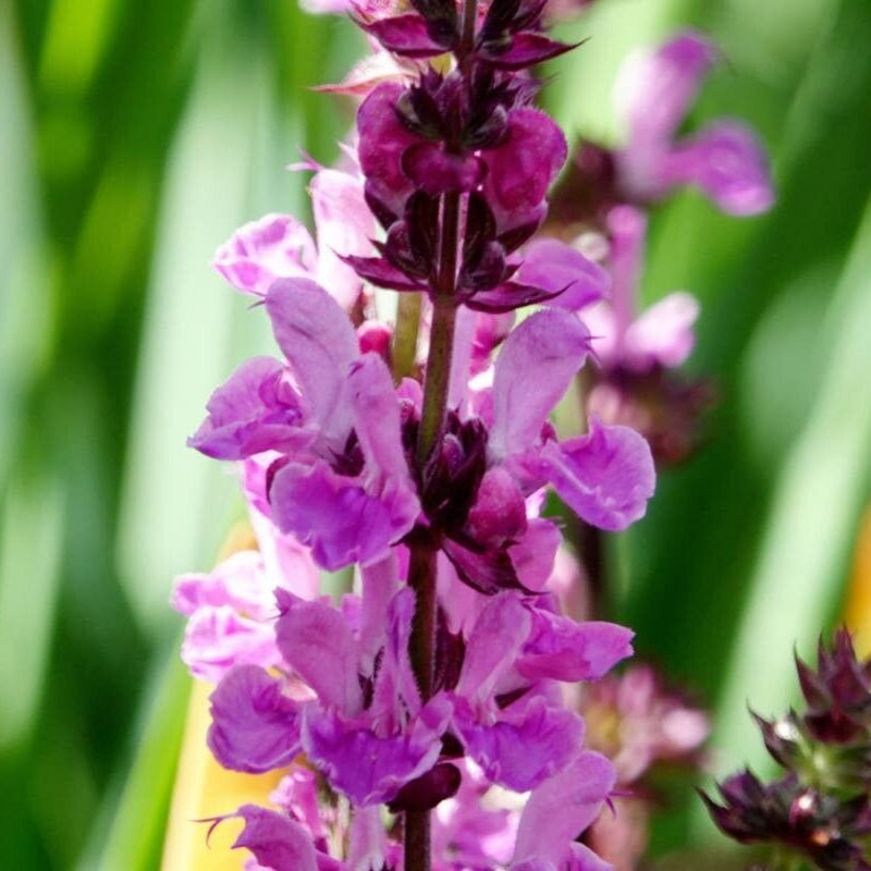 Jaleș de câmp/ Salvia de câmp (Salvia pratensis)