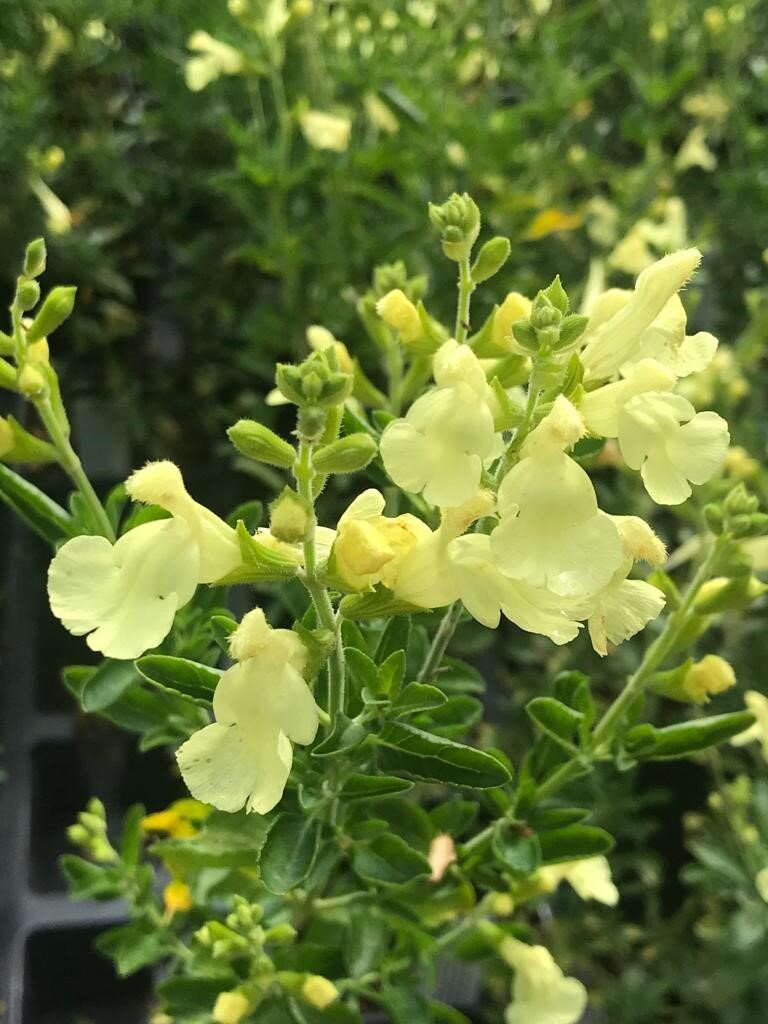 Salvia de toamnă Lemon (Salvia gregii)