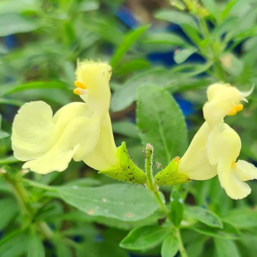 Salvia de toamnă Lemon (Salvia gregii)