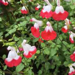 Salvia Duo Lips (Salvia microphylla)