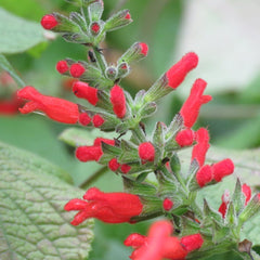 Salvia adenophora (DISPONIBIL în  primăvara 2026)