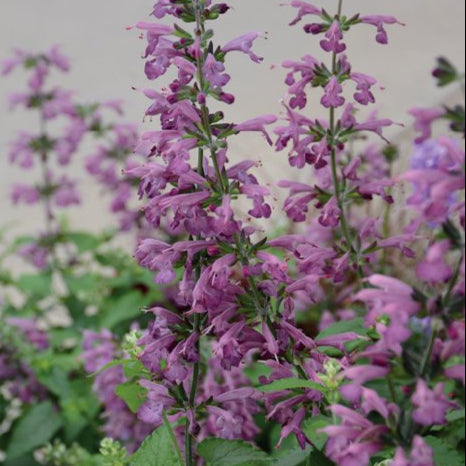 Salvia stacojie (Salvia coccinea) "Summer Jewel Lavender"