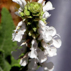 Salvia neagră (Salvia mellifera)