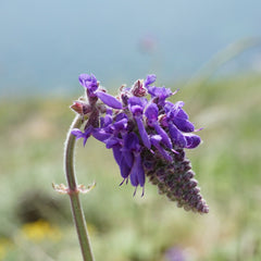 Salvia pletoasă (Salvia nutans) (DISPONIBIL în  primăvara 2026)