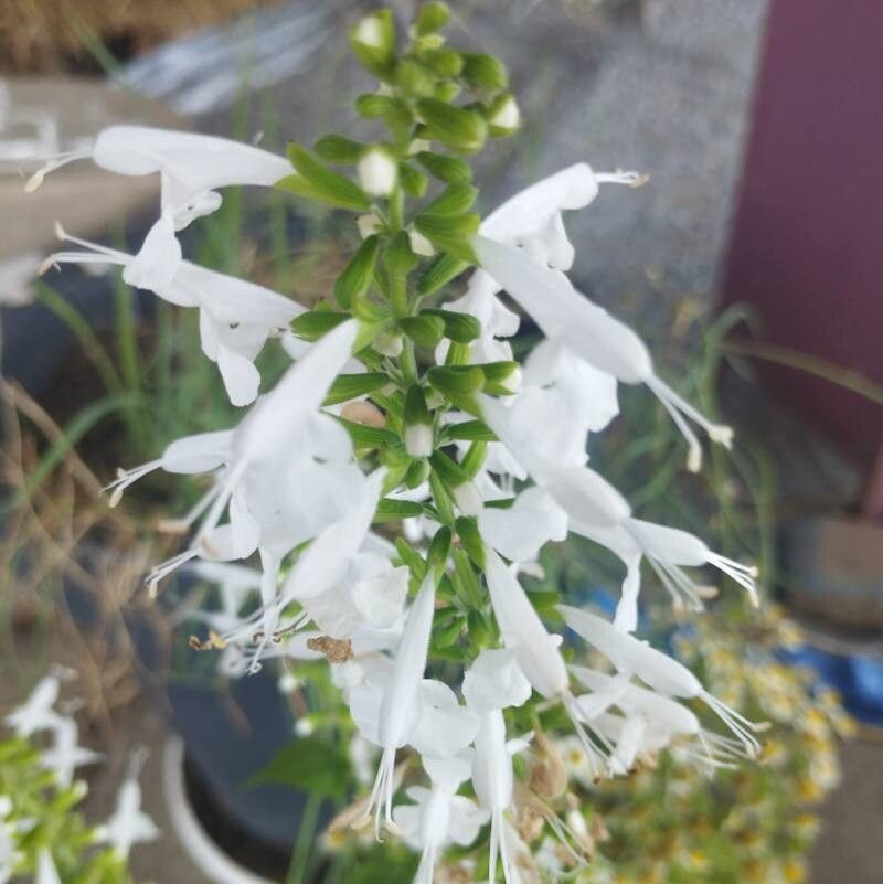 Salvia stacojie (Salvia coccinea) "Summer Jewel White"