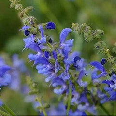Salvia de Transilvania (Salvia transsylvanica)
