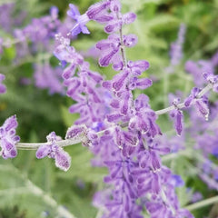 Salvia rusească (Salvia yangii, syn. Perovskia atriplicifolia)