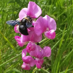 Sângele voinicului / Măzăriche perenă (Lathyrus latifolius)
