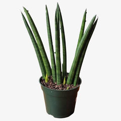Sulița africană (Sansevieria cylindrica)