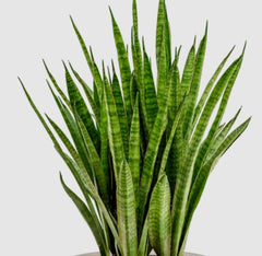 Sansevieria africană (Sansevieria kirkii)