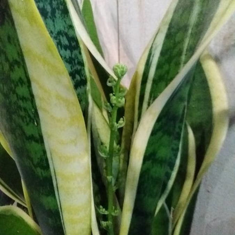 Limba soacrei variegată (Sansevieria trifasciata)