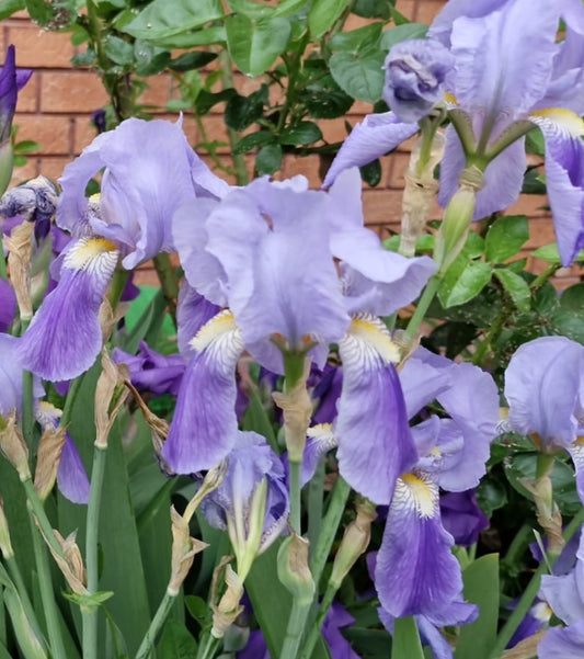 Iris albastru / Stânjenel (Iris germanica)