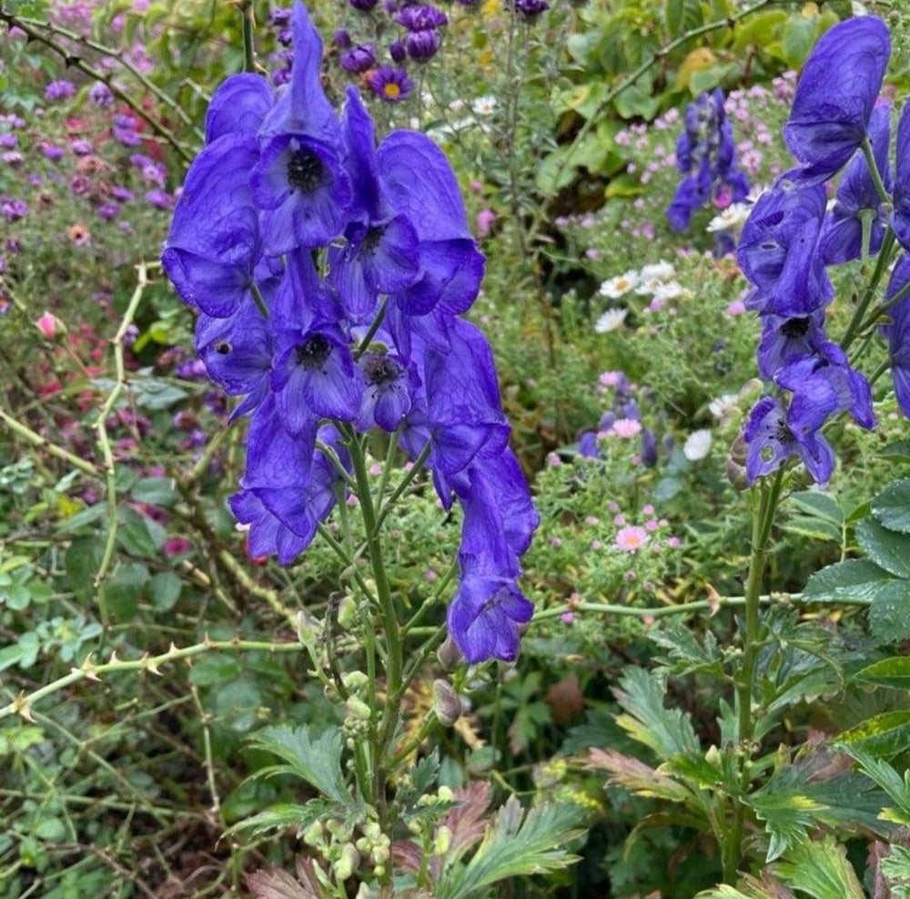 Omag / Nap-lupesc (Aconitum carmichaelli)