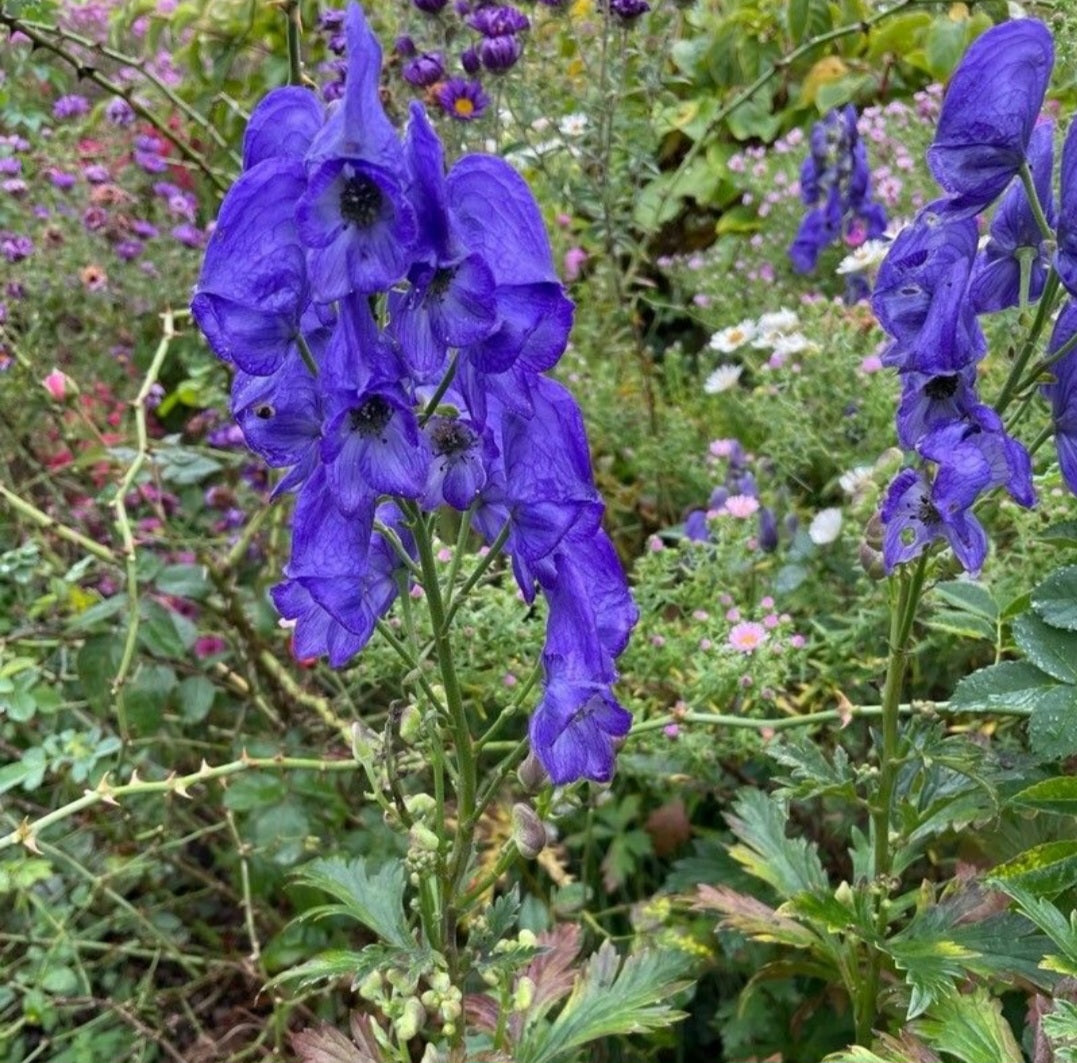 Omag / Nap-lupesc (Aconitum variegatum)