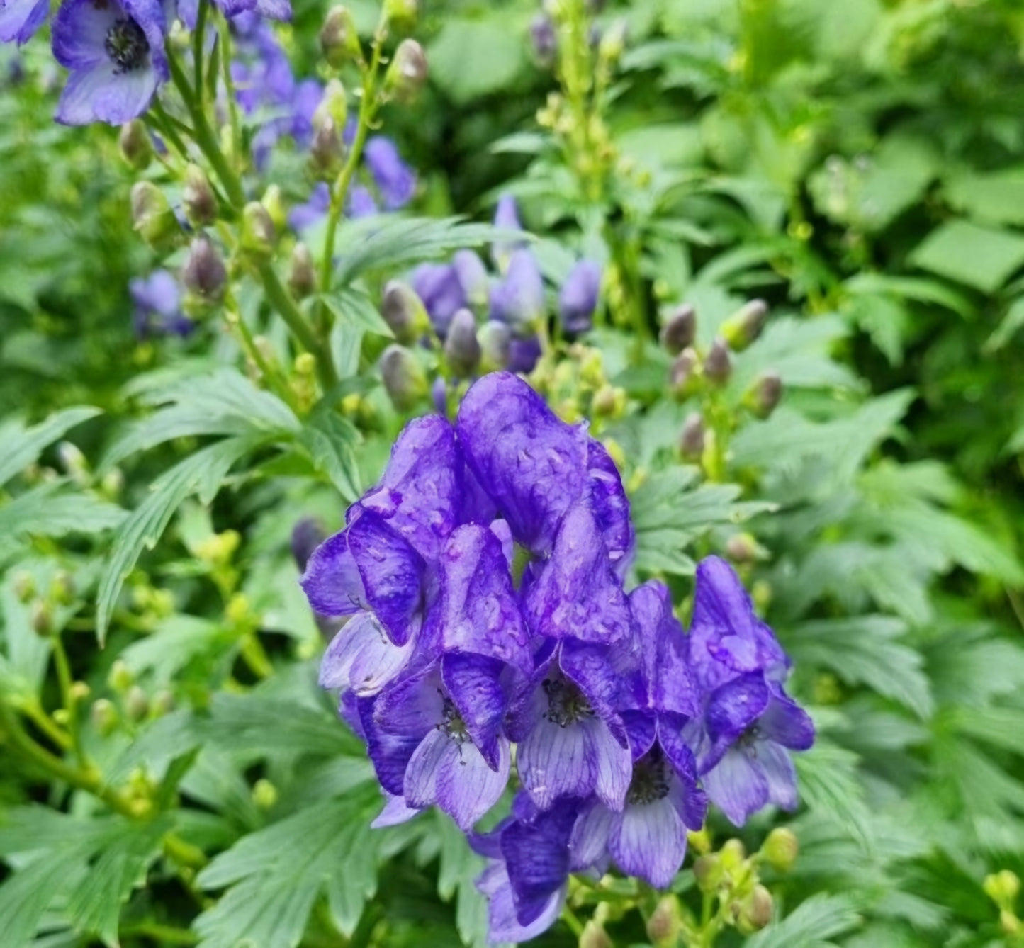 Omag / Nap-lupesc (Aconitum variegatum)