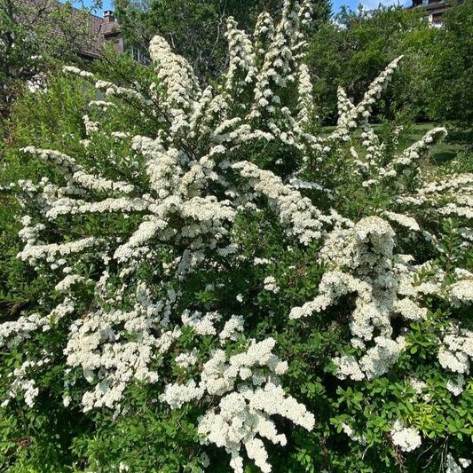 Cununiță / Floarea miresei (Spiraea × vanhouttei)