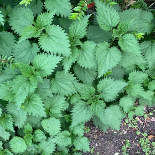 Urzica (Urtica dioica)