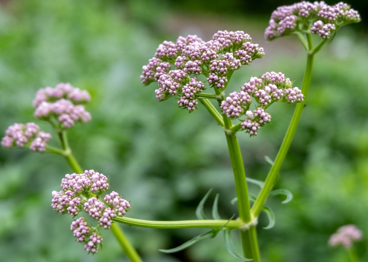 Valeriană (Valeriana officinalis)