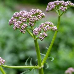 Valeriană (Valeriana officinalis)