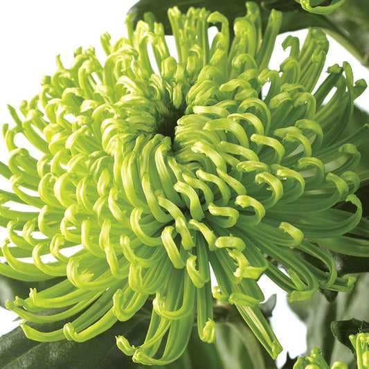 Crizamteme fideluță VERDE (Chrysanthemum spp.)