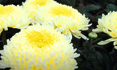 Crizamteme CREMIX ALB (Chrysanthemum spp.)