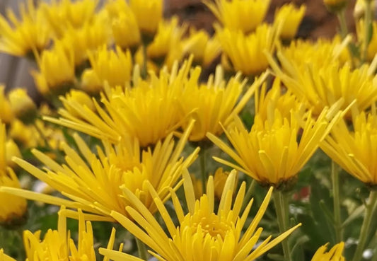 Crizamteme fideluță GALBEN (Chrysanthemum spp.)
