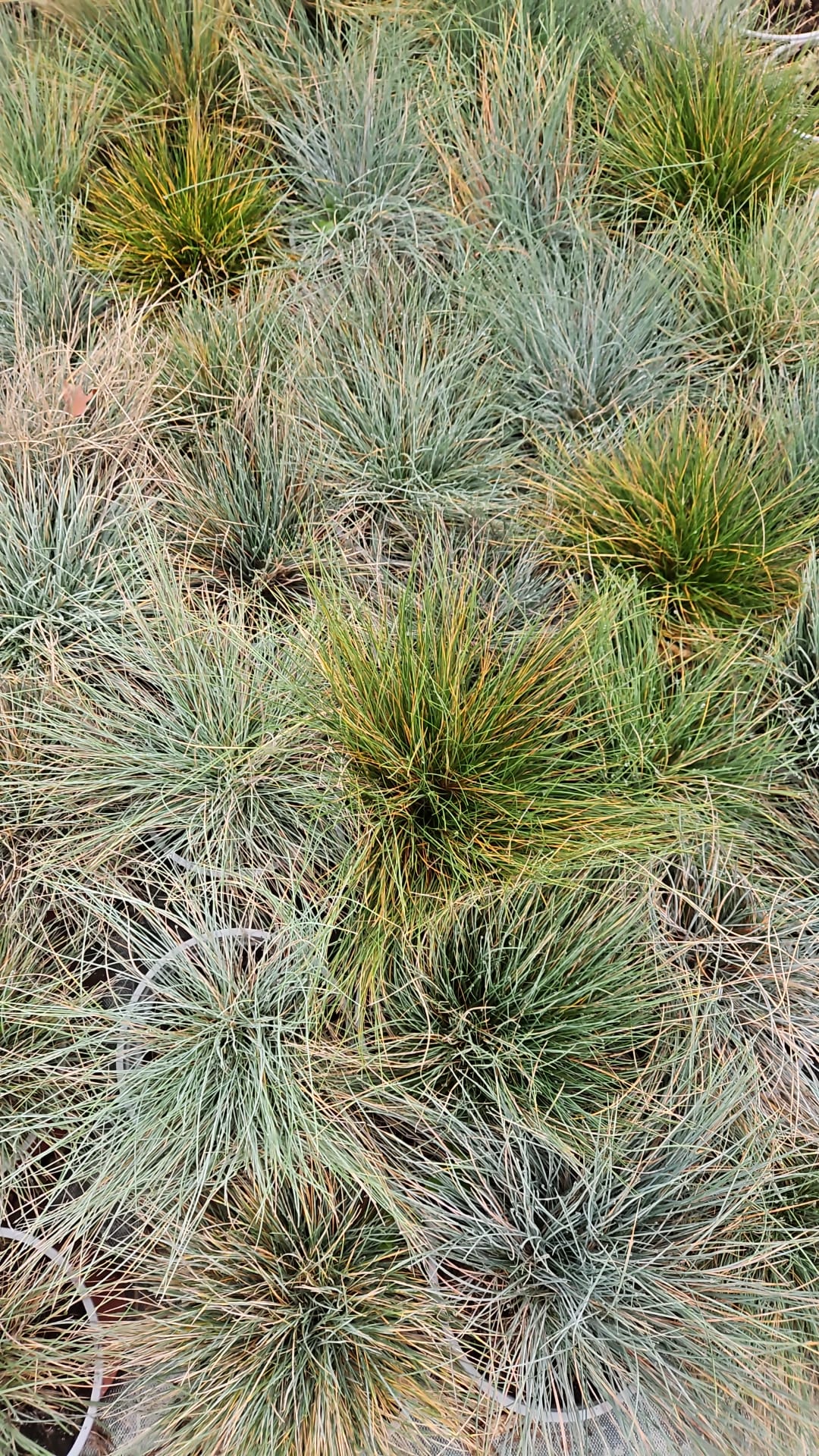 Iarba albastră (Festuca glauca)