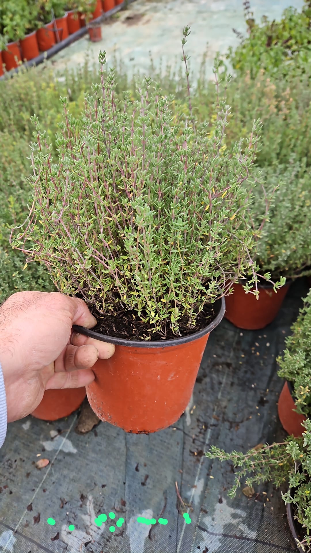 Cimbrișor (Thymus vulgaris)