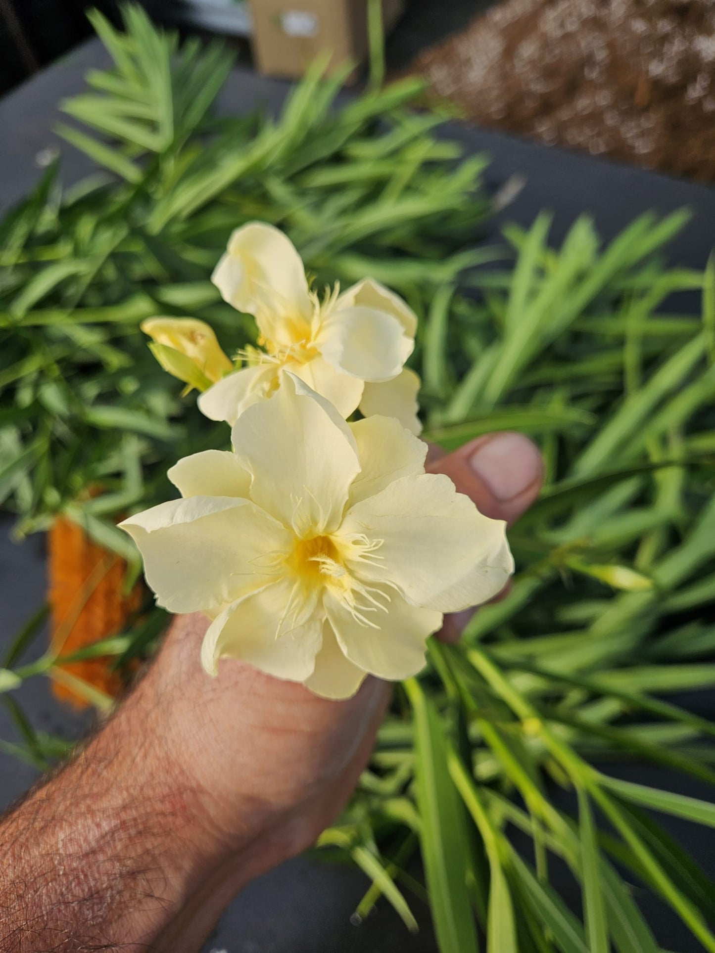 Leandru (Nerium oleander)