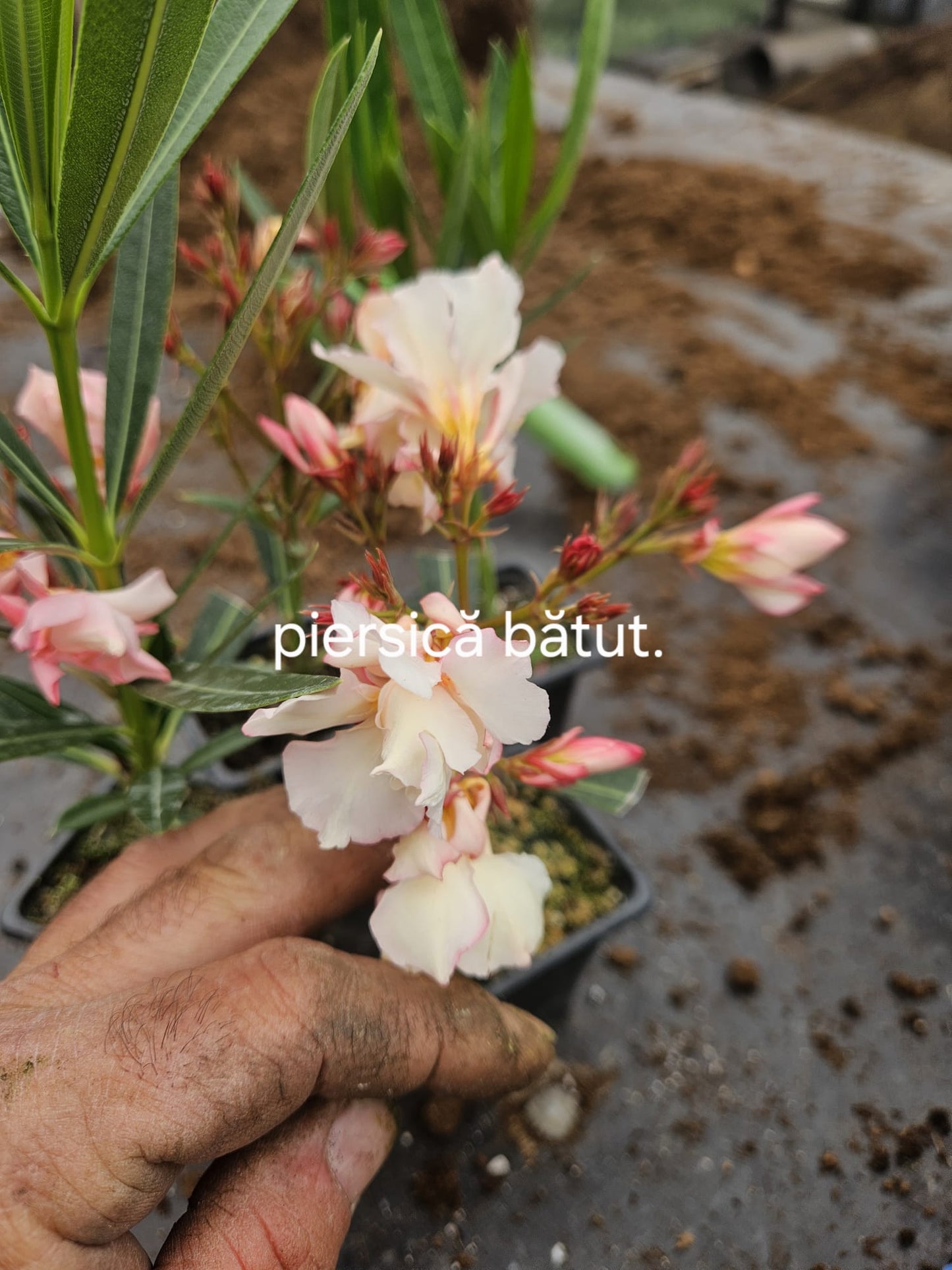 Leandru (Nerium oleander)