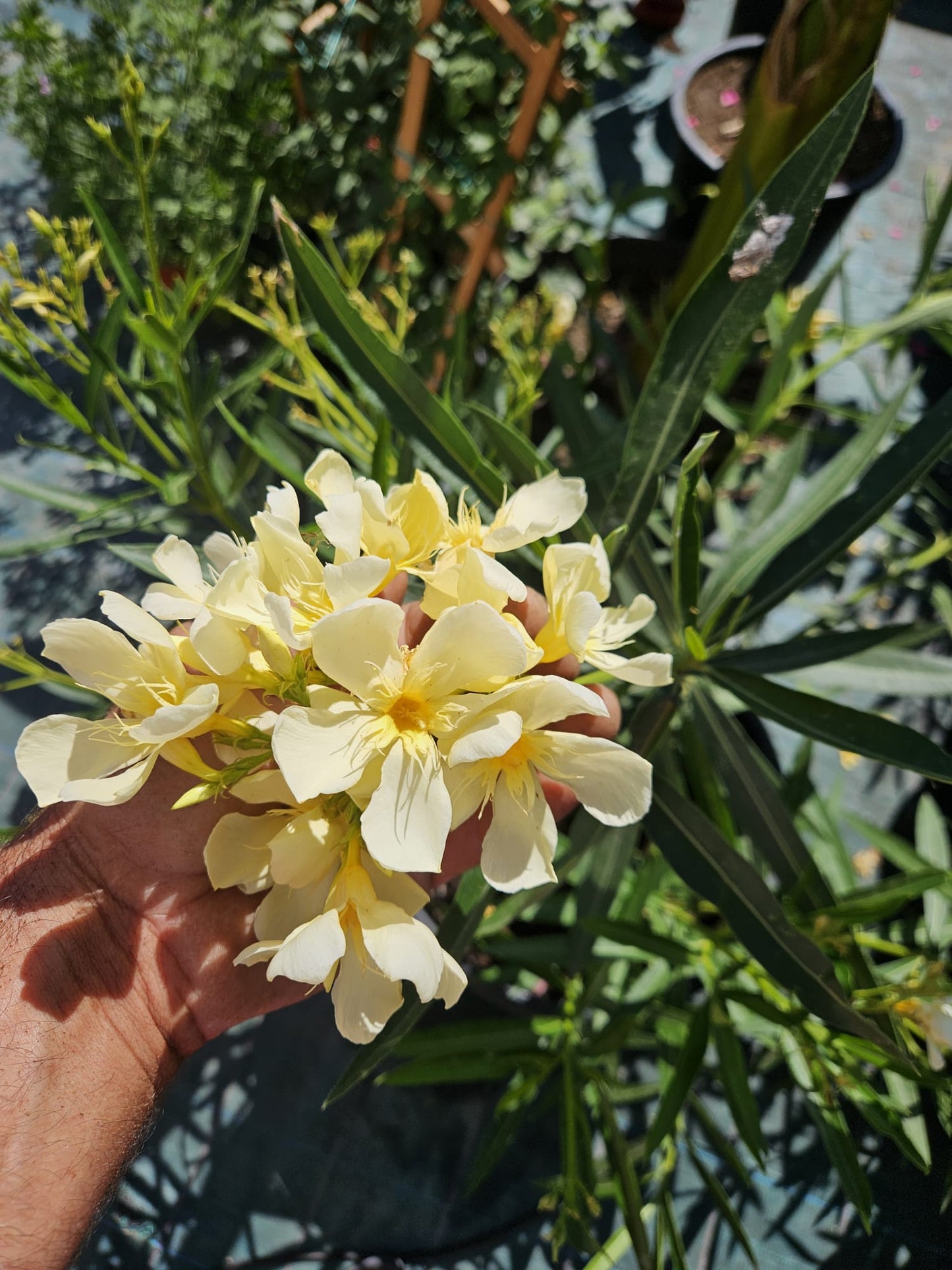 Leandru (Nerium oleander)