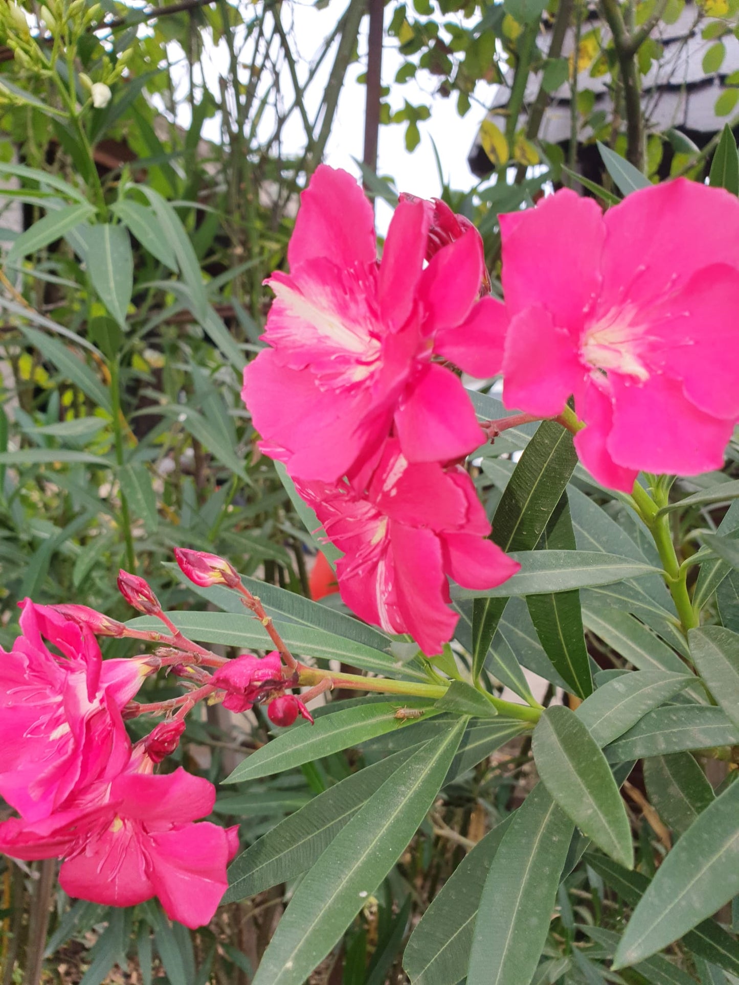 Leandru (Nerium oleander)