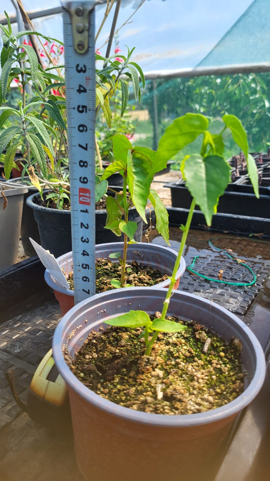Hibiscus stacojiu alb (Hibiscus coccineus)