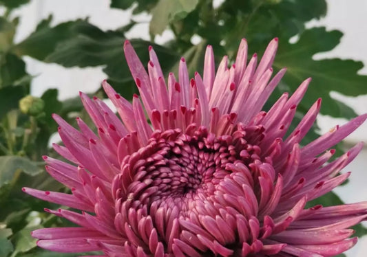 Crizamteme fideluță mov (Chrysanthemum spp.)