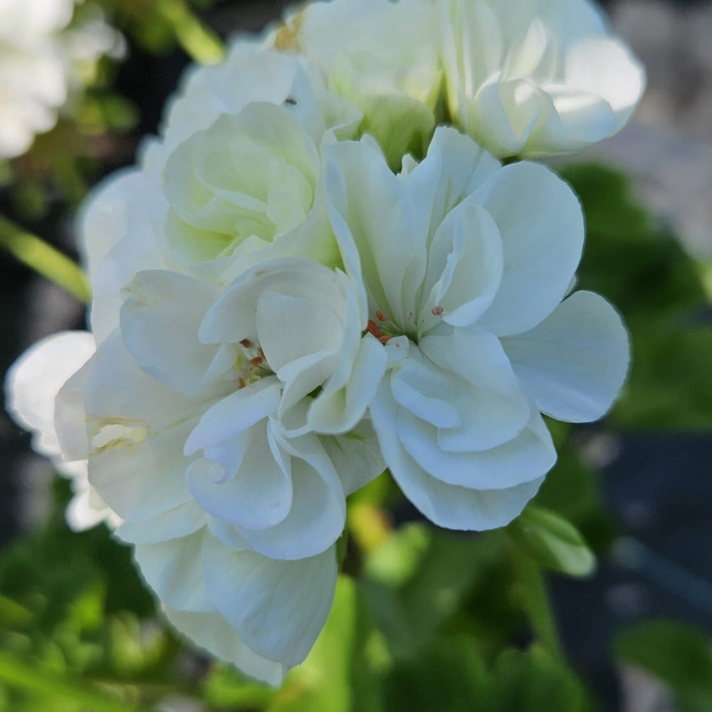 Mușcate cu flori albe duble (Pelargonium zonale)