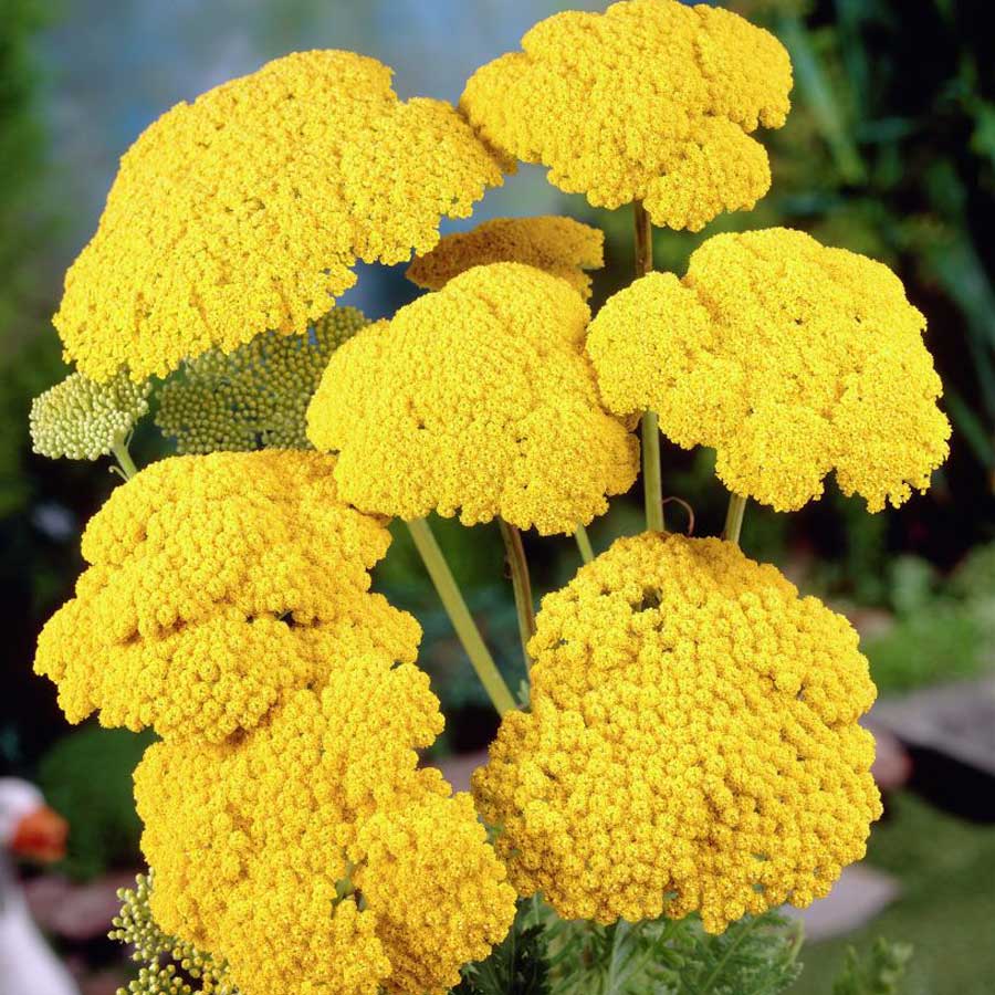 Coada șoricelului cu flori galbene (Achillea filipendula)