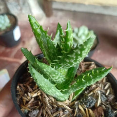 Aloe squarrosa