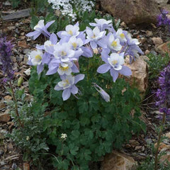 Căldărușe Colorado mix de culori (Aquilegia coerulea)
